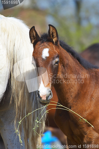 Image of Foal