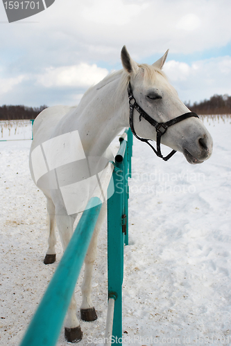 Image of White horse