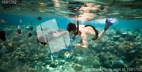 Image of Snorkeler. Red sea