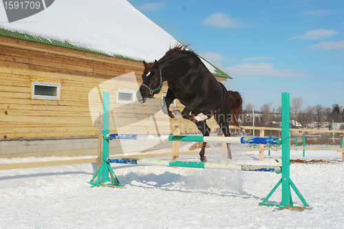 Image of Jumping horse