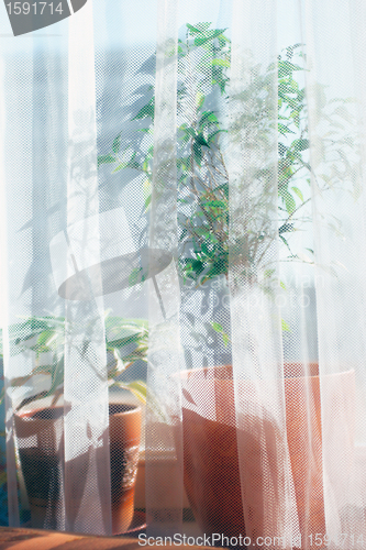 Image of Flower on a window sill 