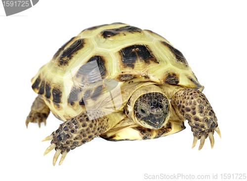 Image of Photo of turtle on a white background