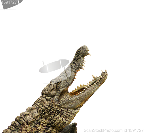 Image of Alligator wants to eat