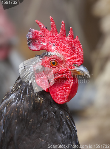 Image of rooster