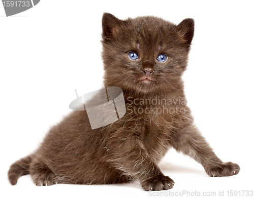 Image of Small kitten on a white background