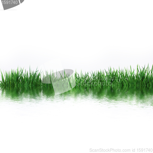 Image of grass at the water