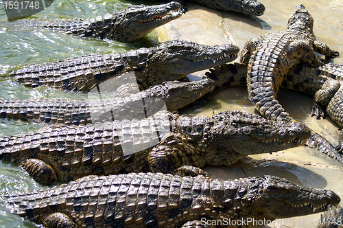 Image of Alligators