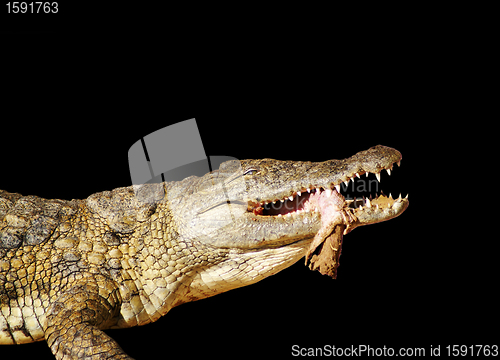 Image of Crocodile and his victim