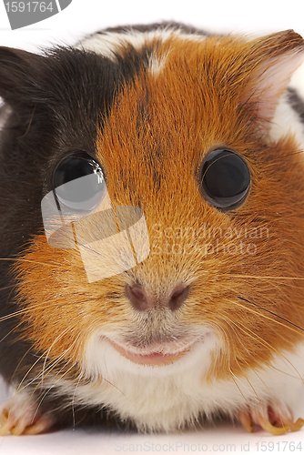 Image of Portrait of a Guinea-pig. Macro a photo. 