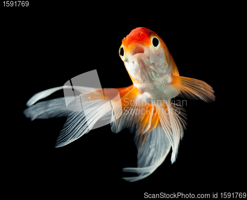 Image of goldfish