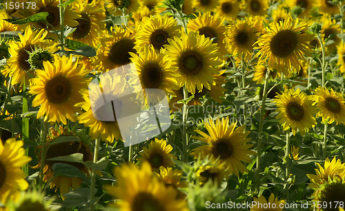 Image of Sunflower blossom