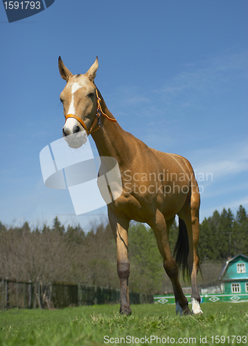Image of Horse 