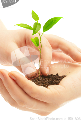 Image of Human hands and young plant 