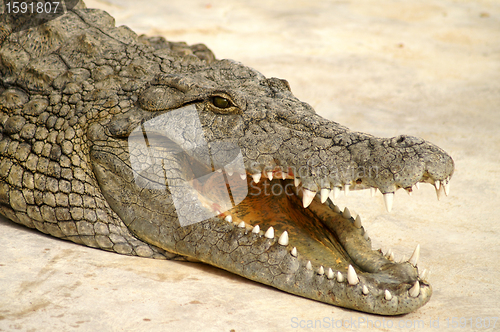 Image of dangerous alligator