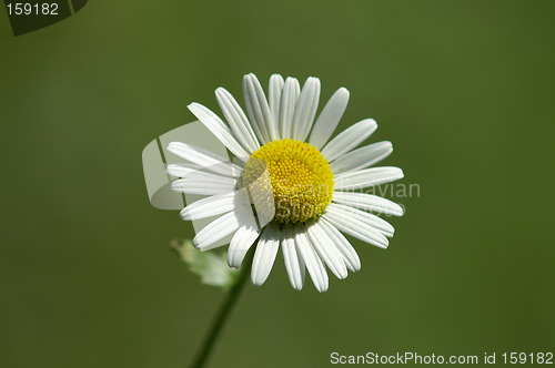 Image of Single Marguerite