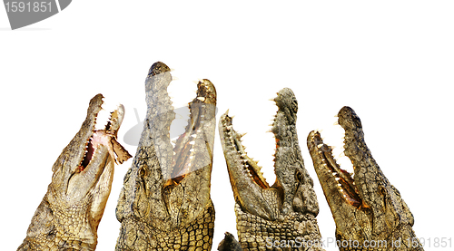 Image of hungry crocodiles