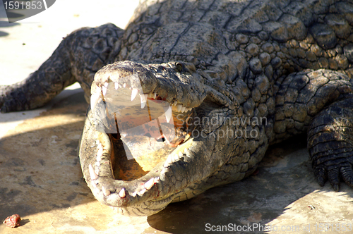 Image of aggressive Alligator