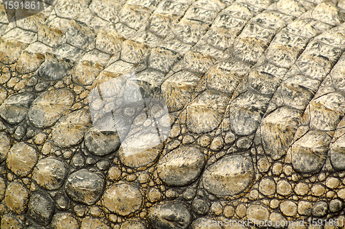 Image of The skin of a dinosaur