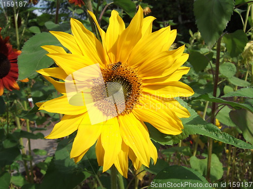 Image of Wasp and sunflower