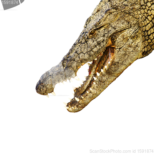 Image of Alligator with sharp teeth