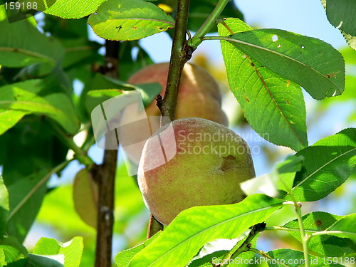 Image of Peaches on a tree