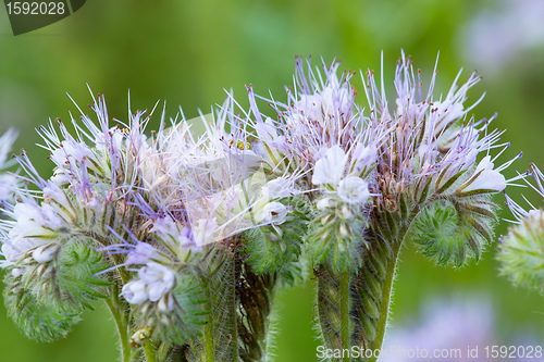 Image of detail of Purple lucerne 