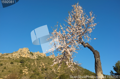 Image of Flowering almond tree