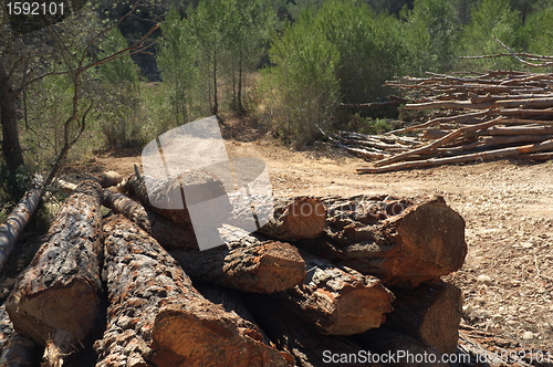 Image of Trunks