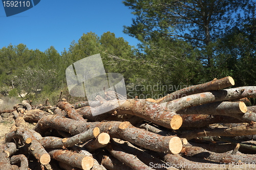 Image of Forestry work