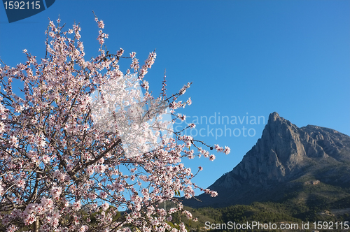 Image of Almond tree in Finestrat