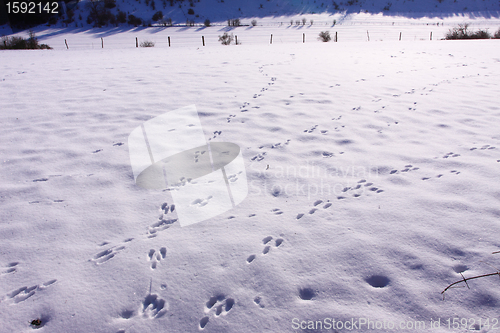Image of Traces of wild rabbits in the snow in winter