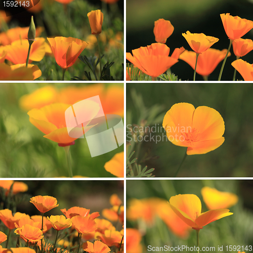 Image of mixed collage pictures of oranges California poppies