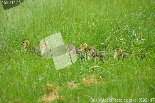 Image of small Canada geese walking in green grass