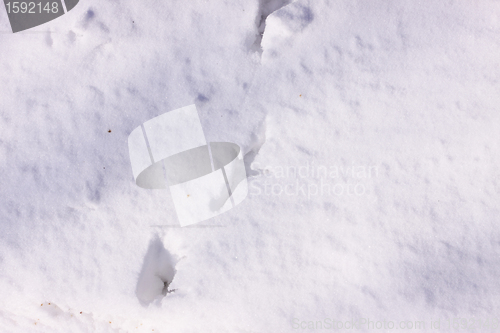 Image of Traces of wild pheasants in the snow in winter