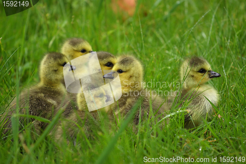 Image of small Canada geese walking in green grass