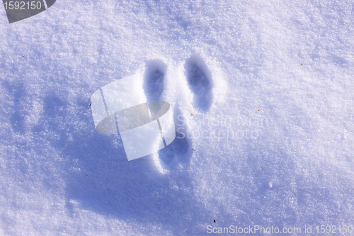 Image of Traces of wild rabbits in the snow in winter