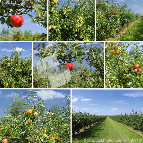Image of mixed collage of details of apples and orchard