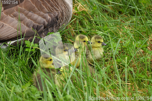 Image of small Canada geese walking in green grass