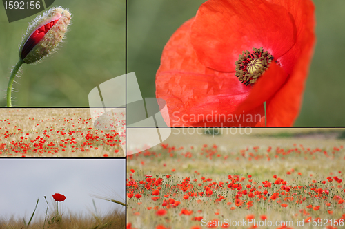 Image of mixed collage of details of red poppies