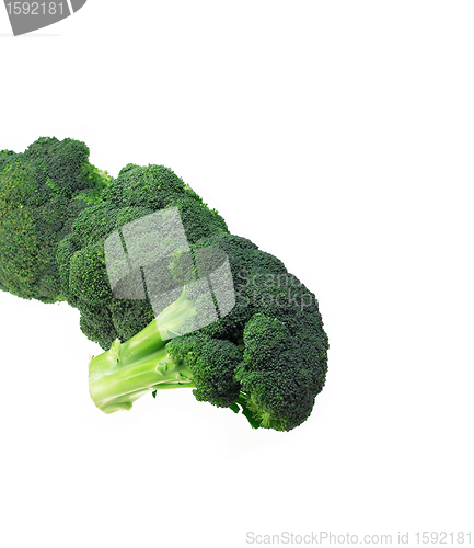 Image of fresh broccoli isolated on white
