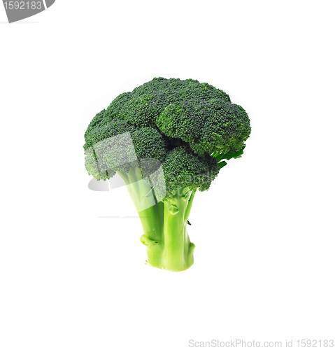 Image of fresh broccoli isolated on white