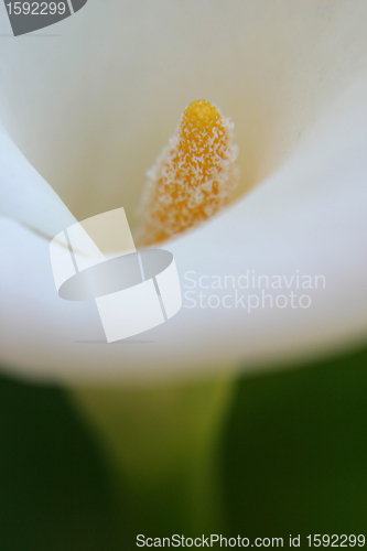 Image of Calla lily