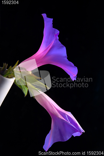 Image of Morning glory 