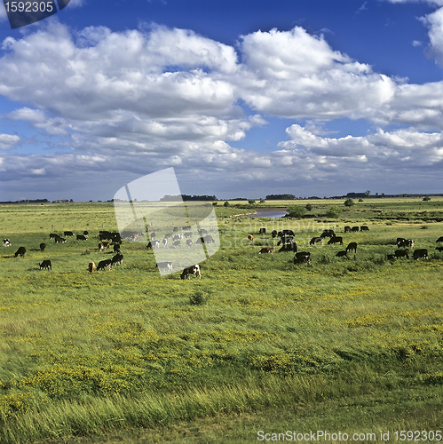 Image of Field and cows