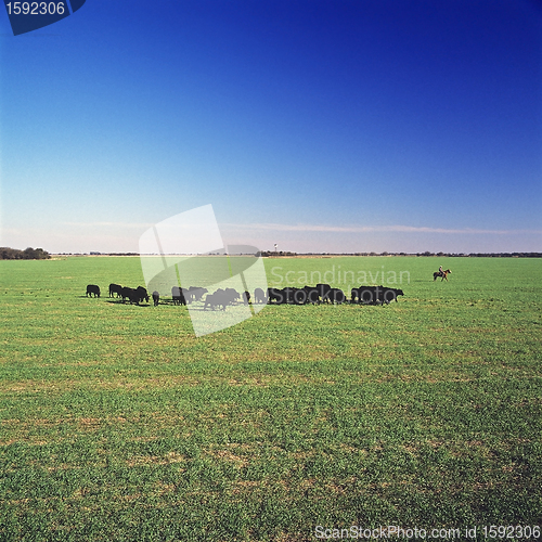 Image of Field and cows