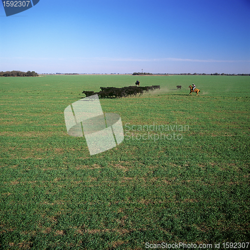 Image of Field and cows