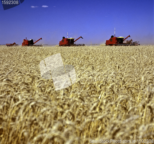 Image of Wheat field