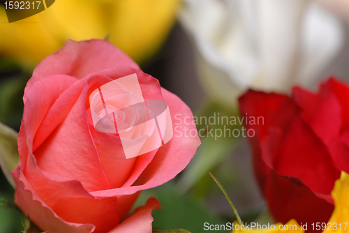 Image of Pink rose