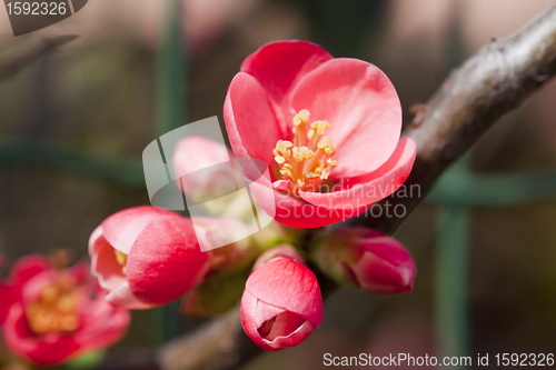 Image of spring flowers