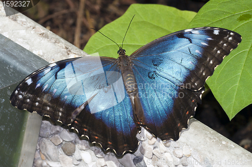 Image of butterfly Blue Morpho resting on wall